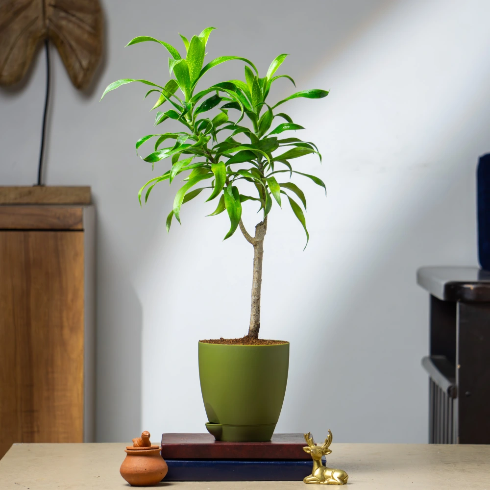 product-gallery