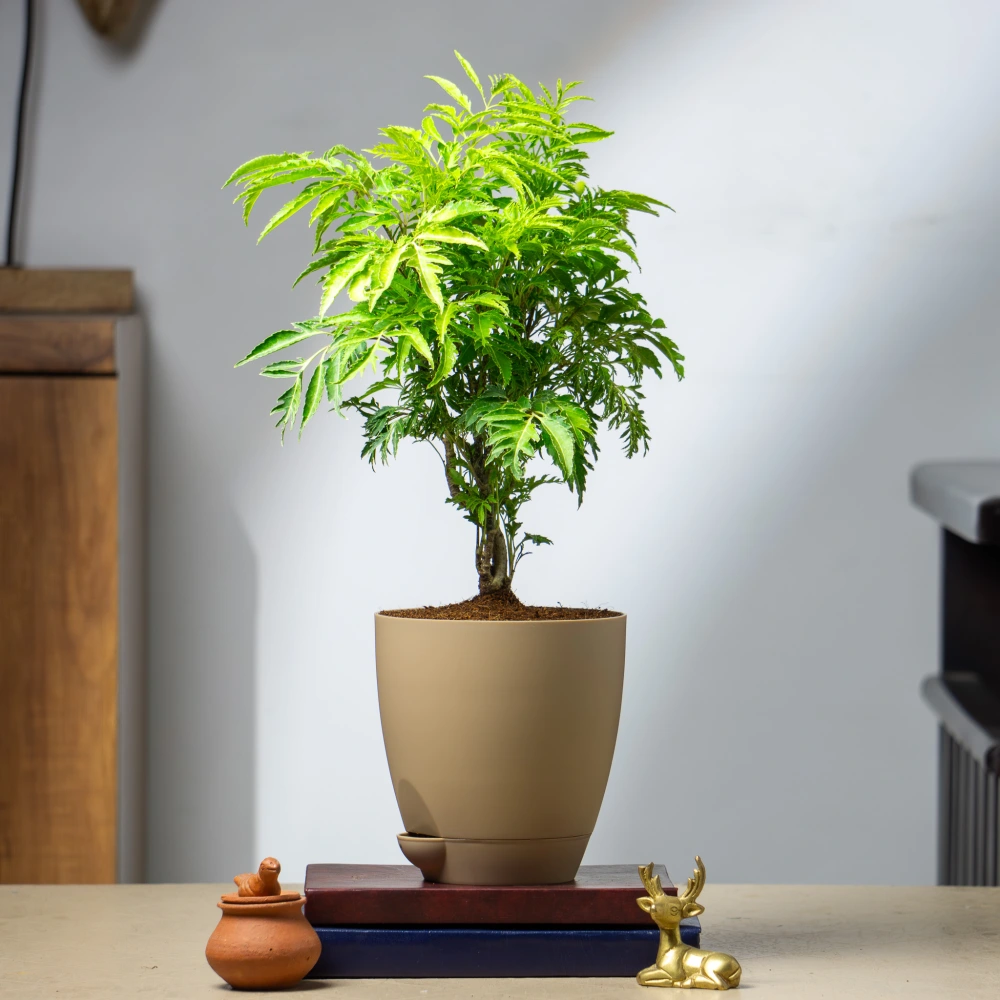 product-gallery