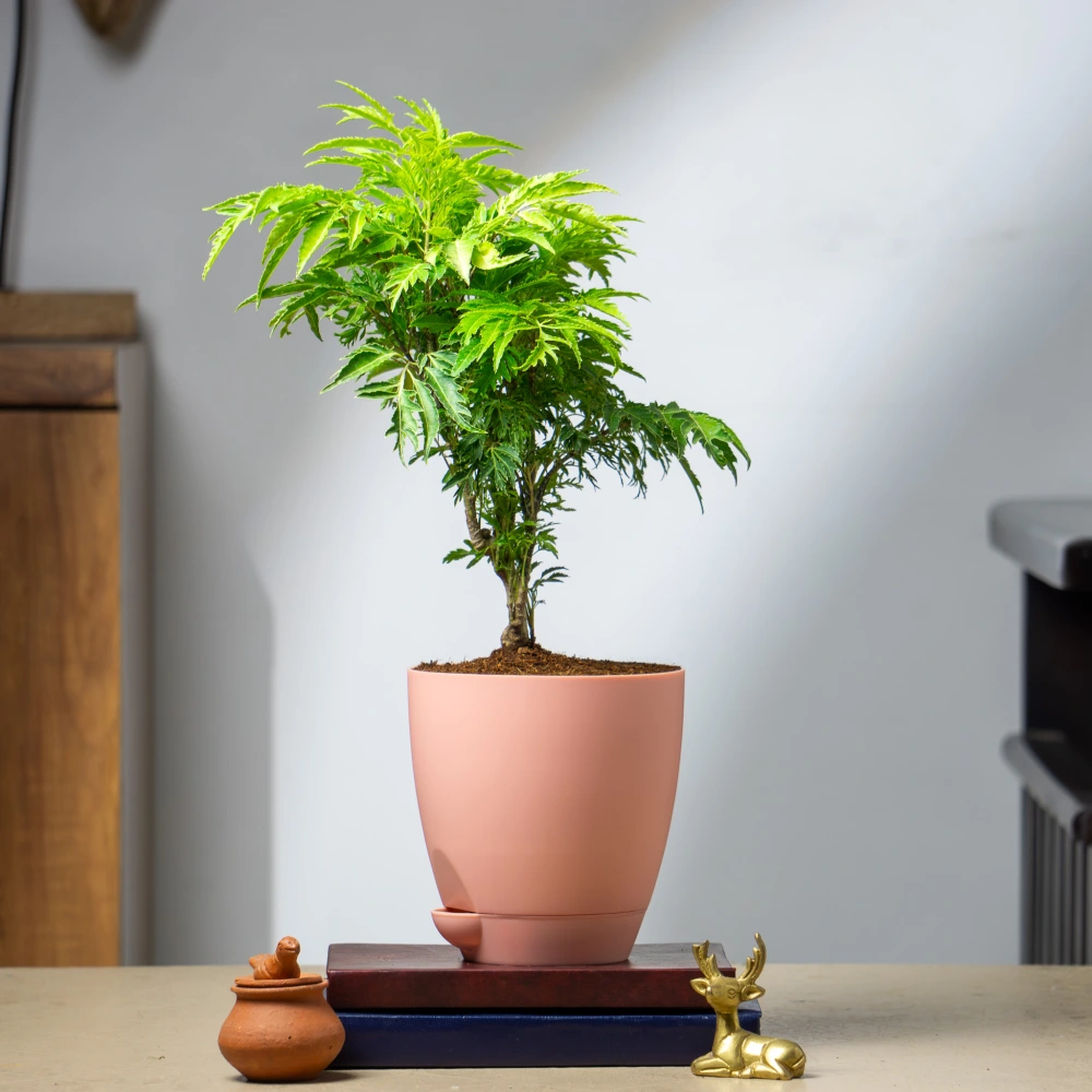 product-gallery