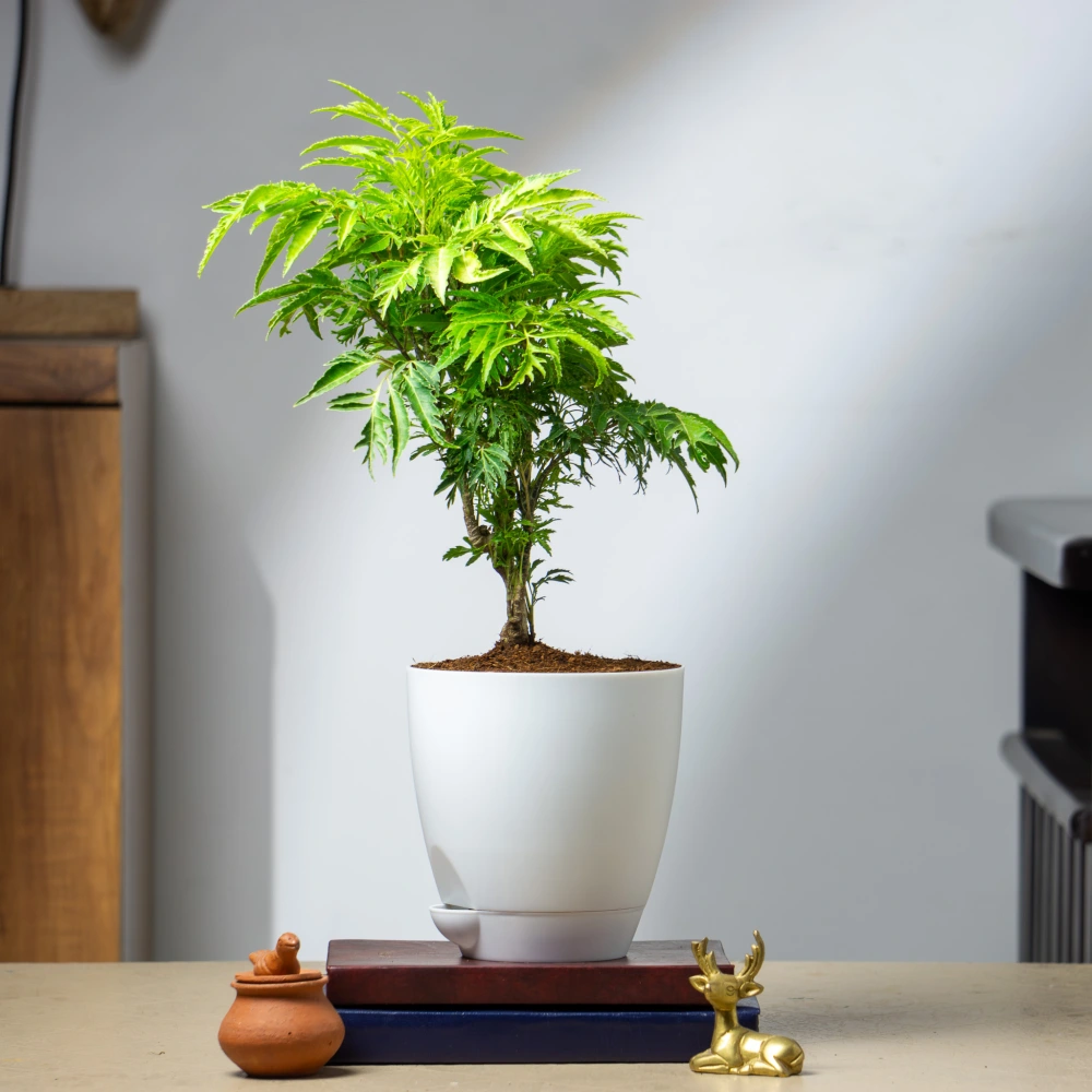 product-gallery