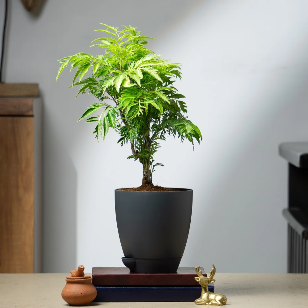 product-gallery