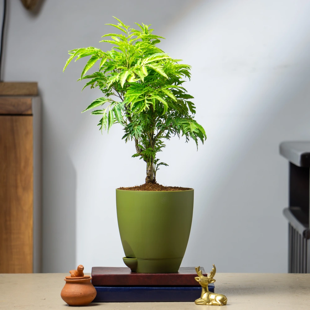 product-gallery