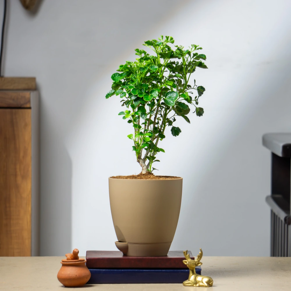 product-gallery