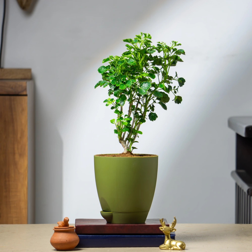 product-gallery