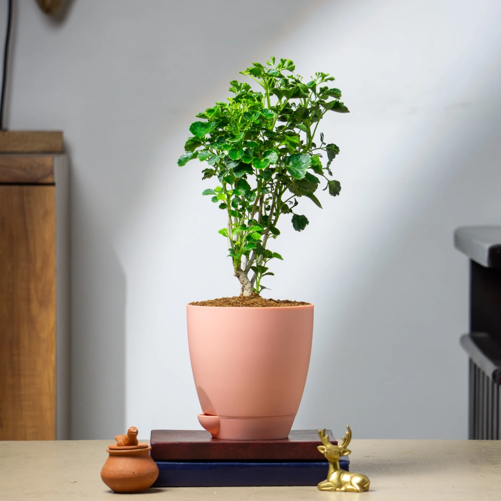 product-gallery