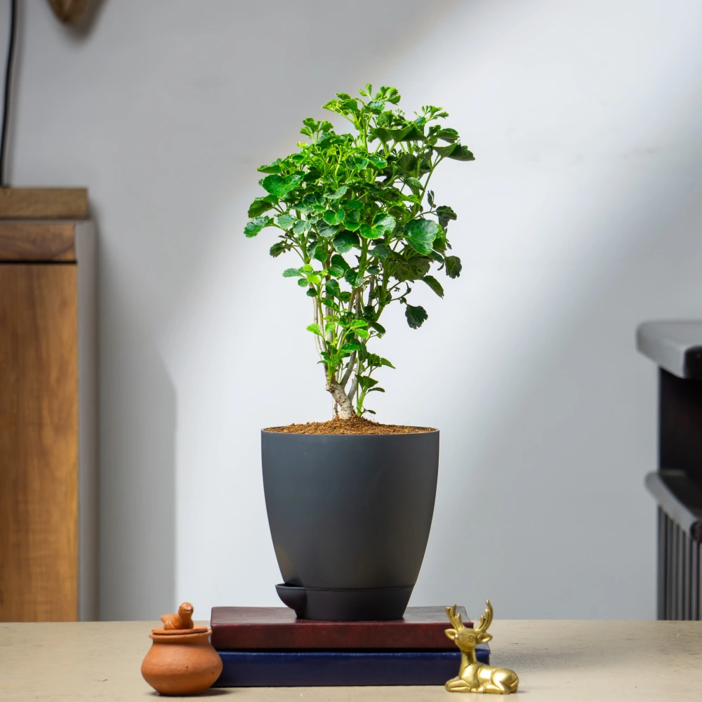 product-gallery