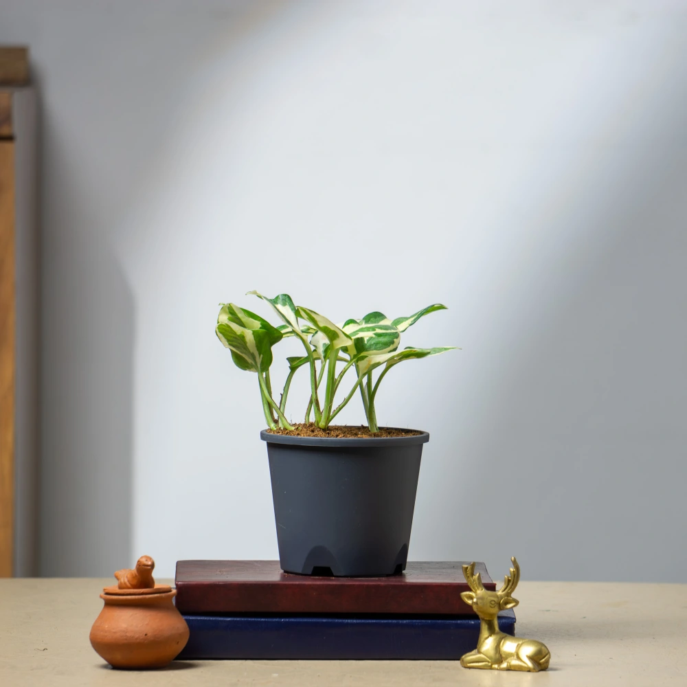 product-gallery