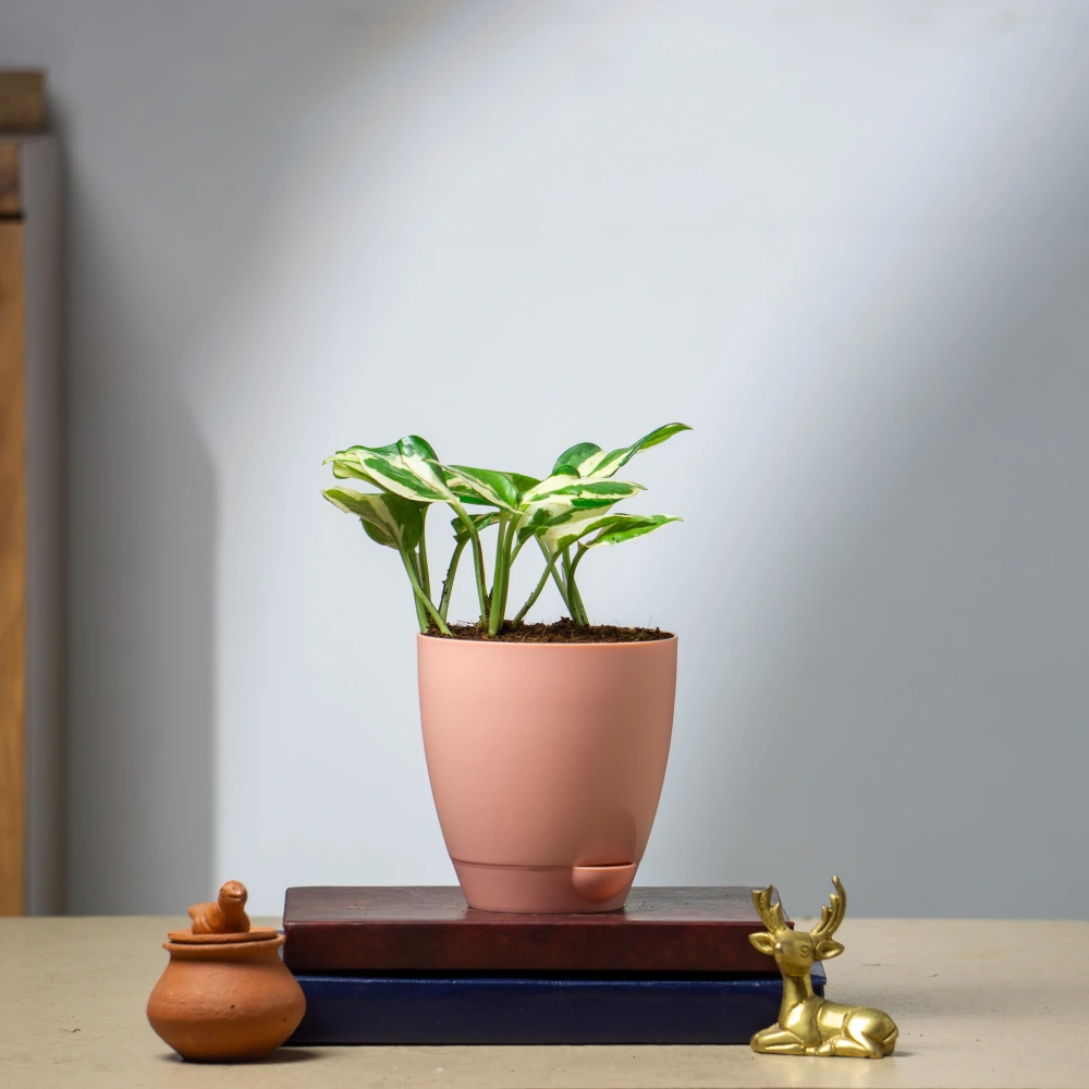 product-gallery