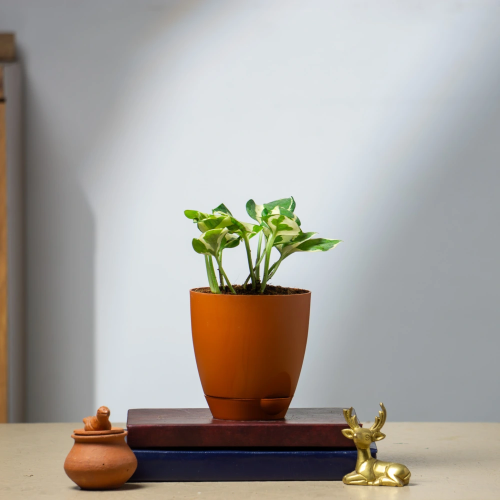 product-gallery