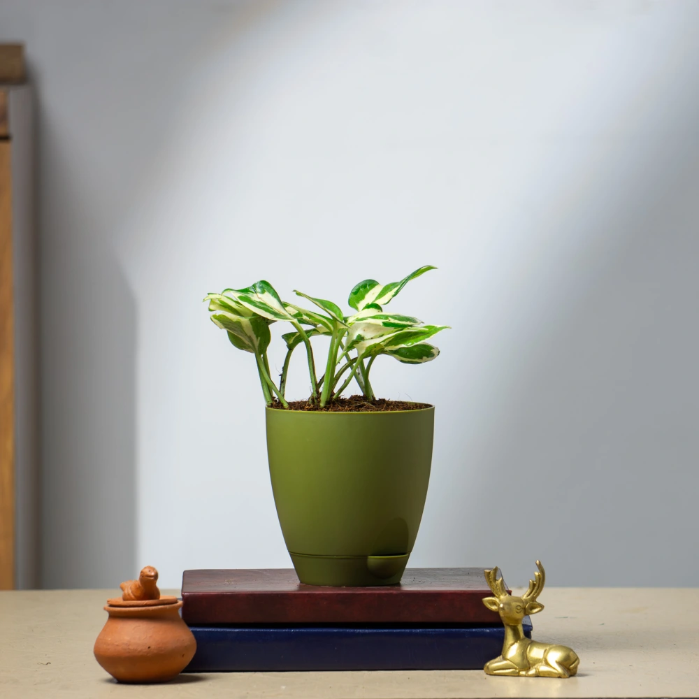 product-gallery