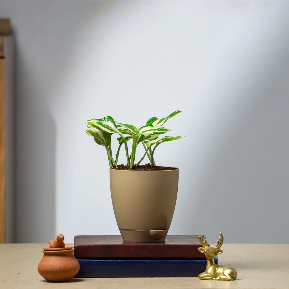 product-gallery