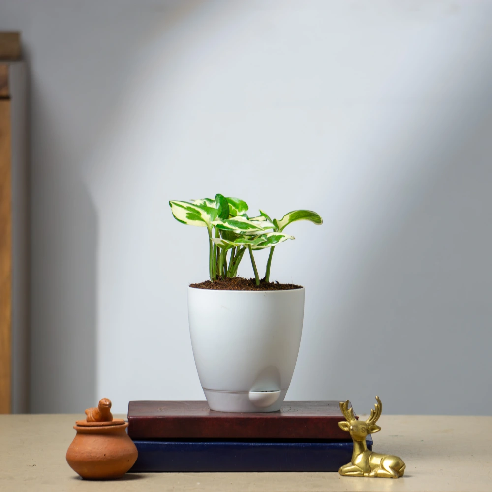 product-gallery