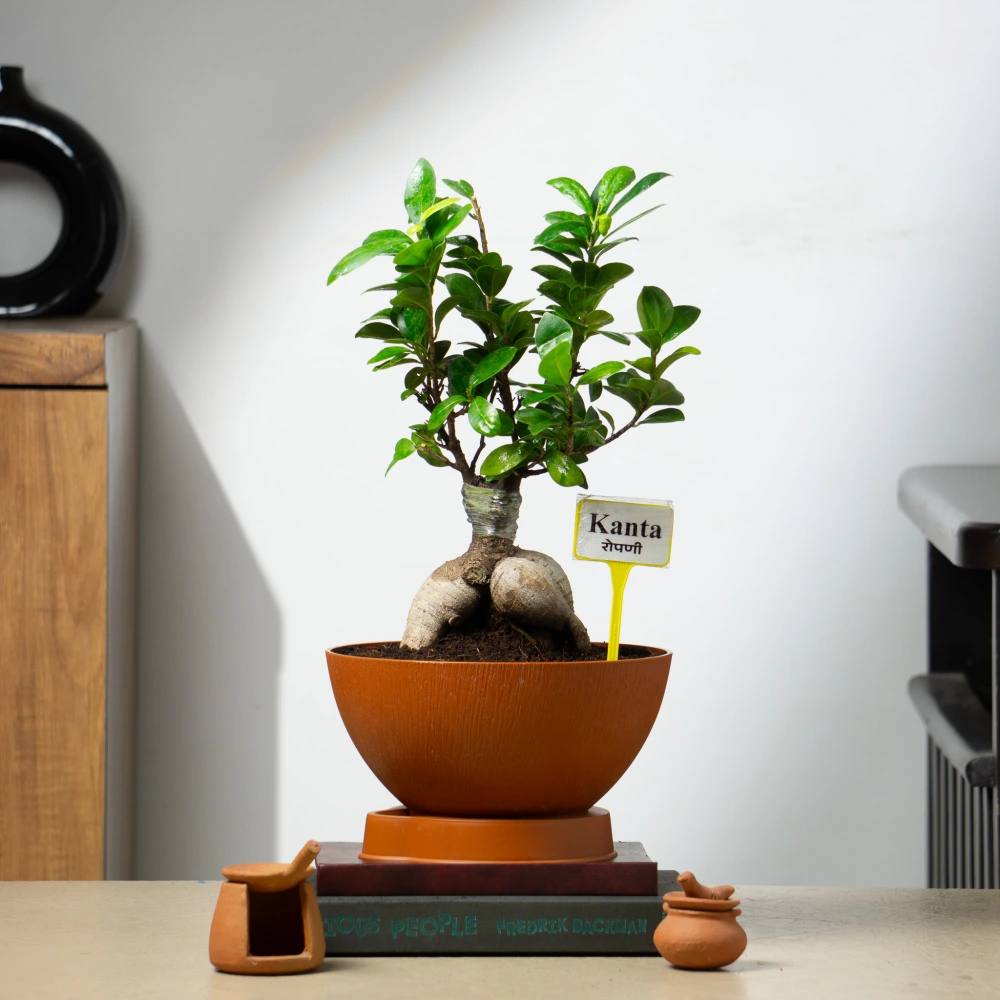 product-gallery