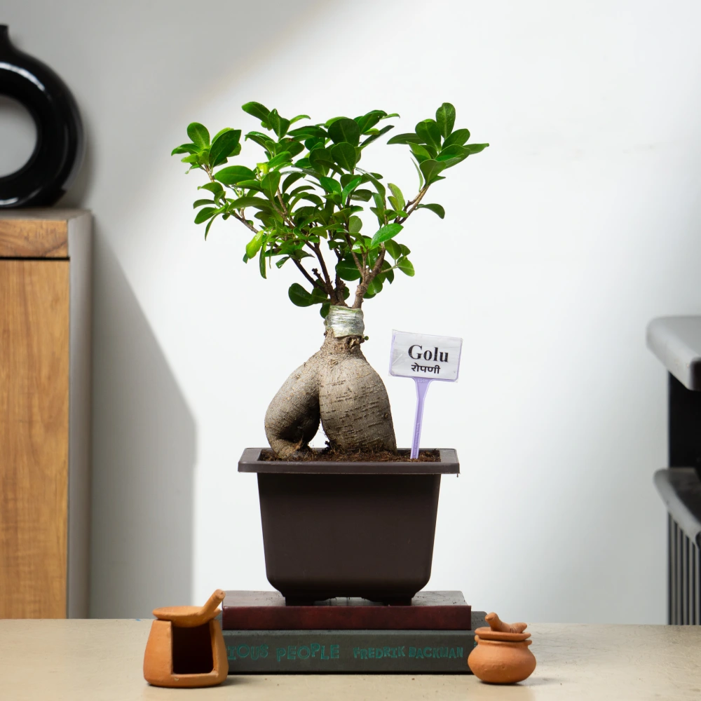 product-gallery