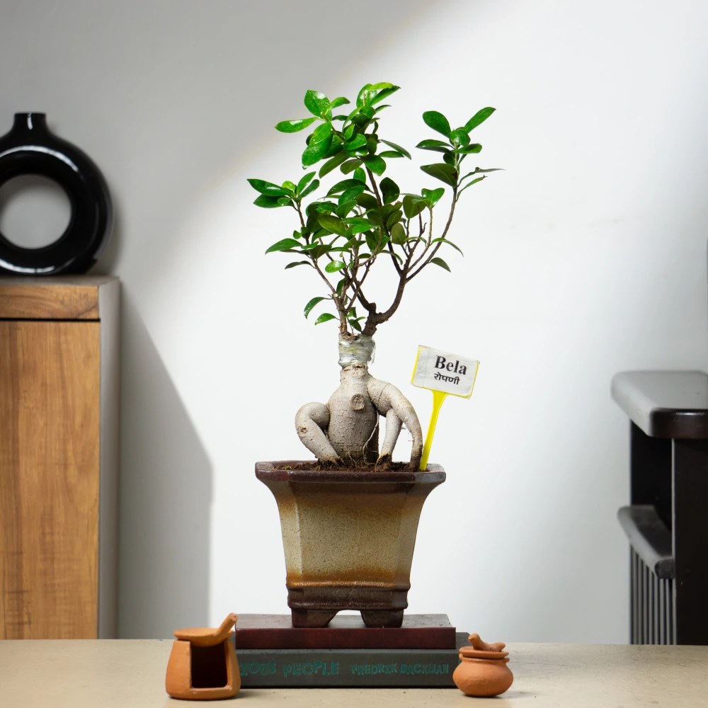 product-gallery