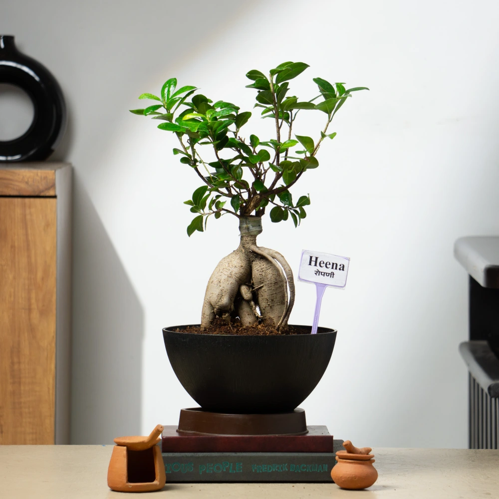 product-gallery