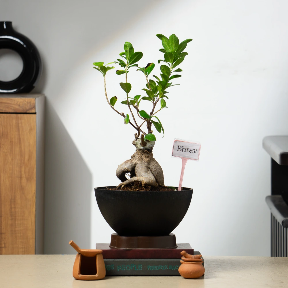 product-gallery
