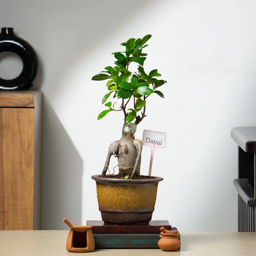 product-gallery