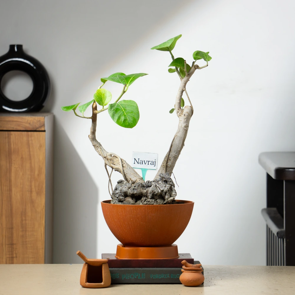 product-gallery