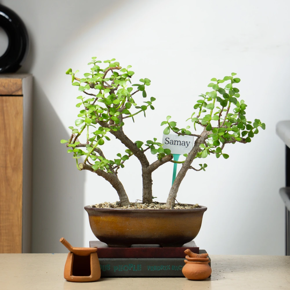 product-gallery
