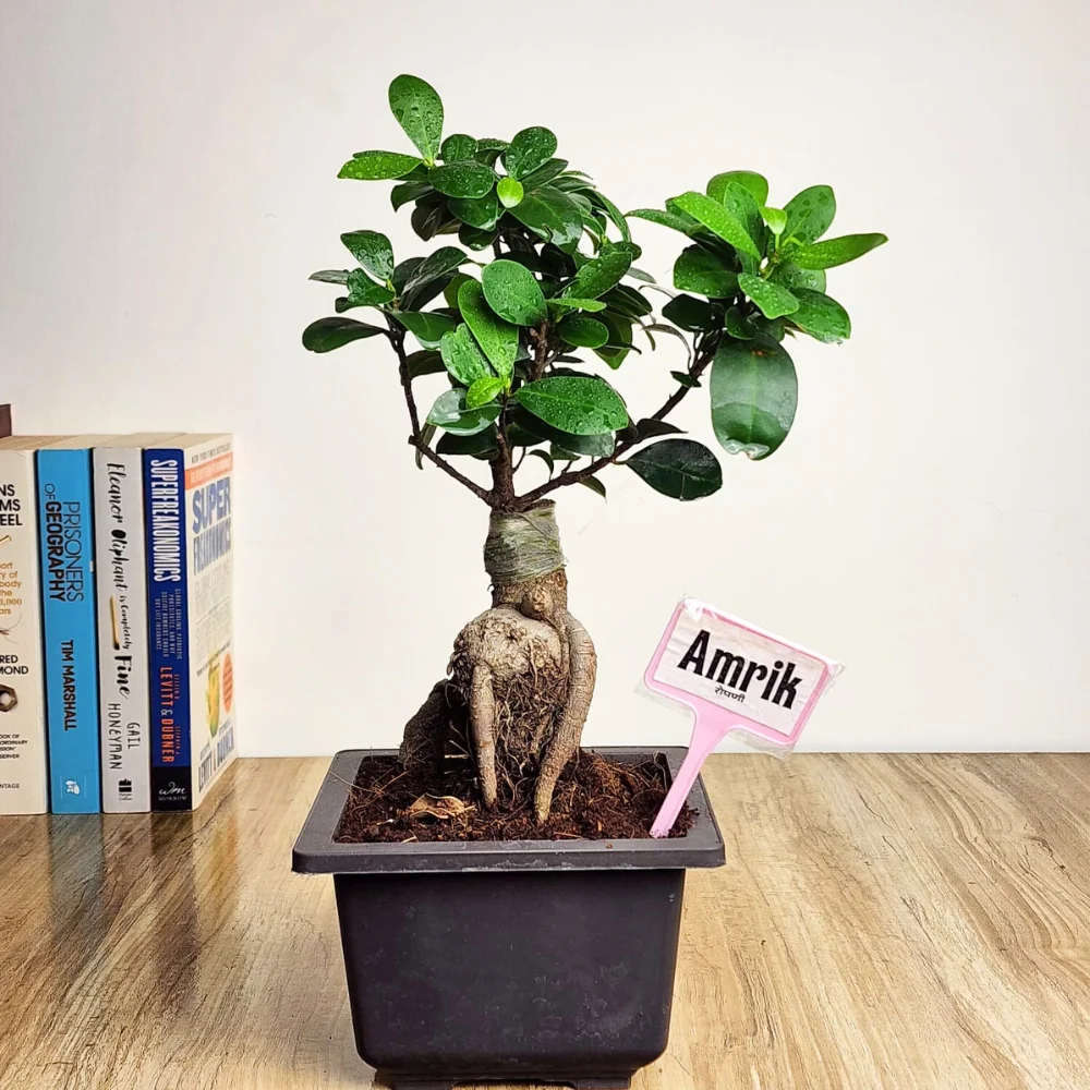 product-gallery