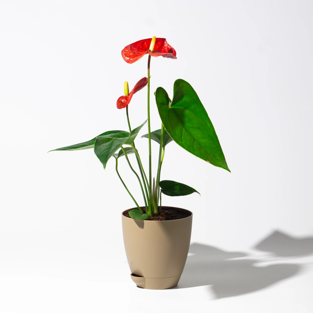 product-gallery