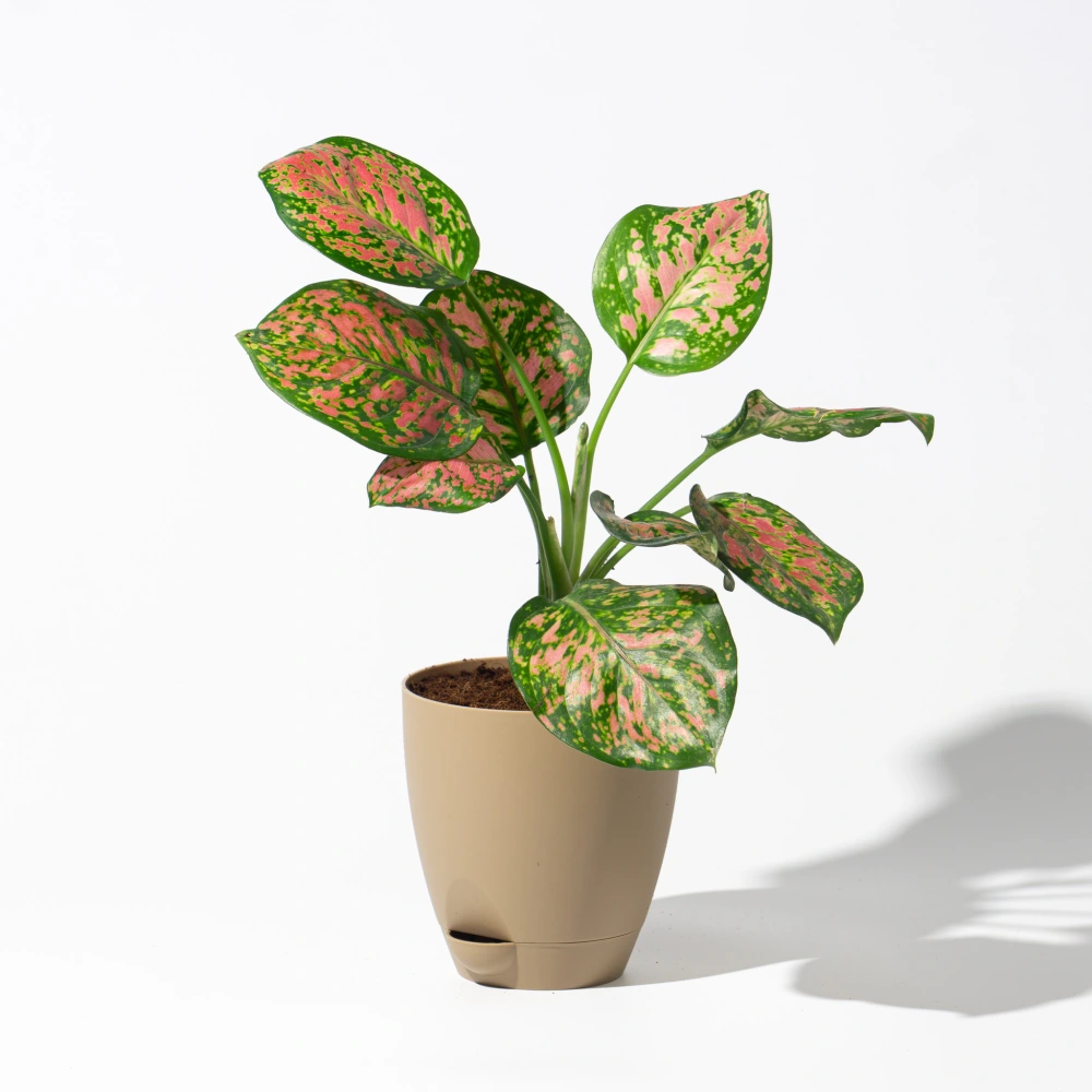 product-gallery