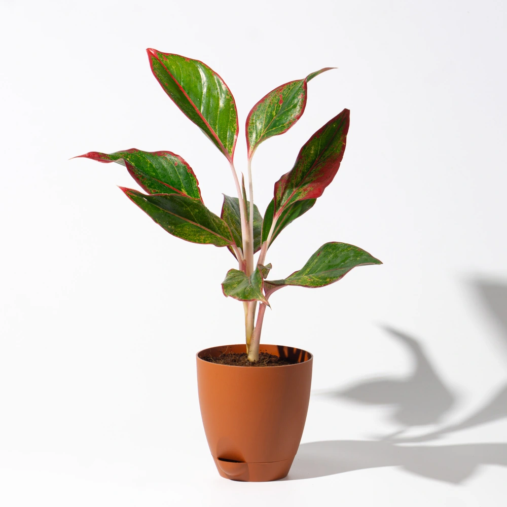 product-gallery
