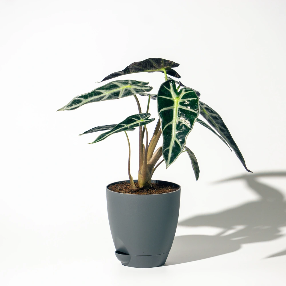 product-gallery