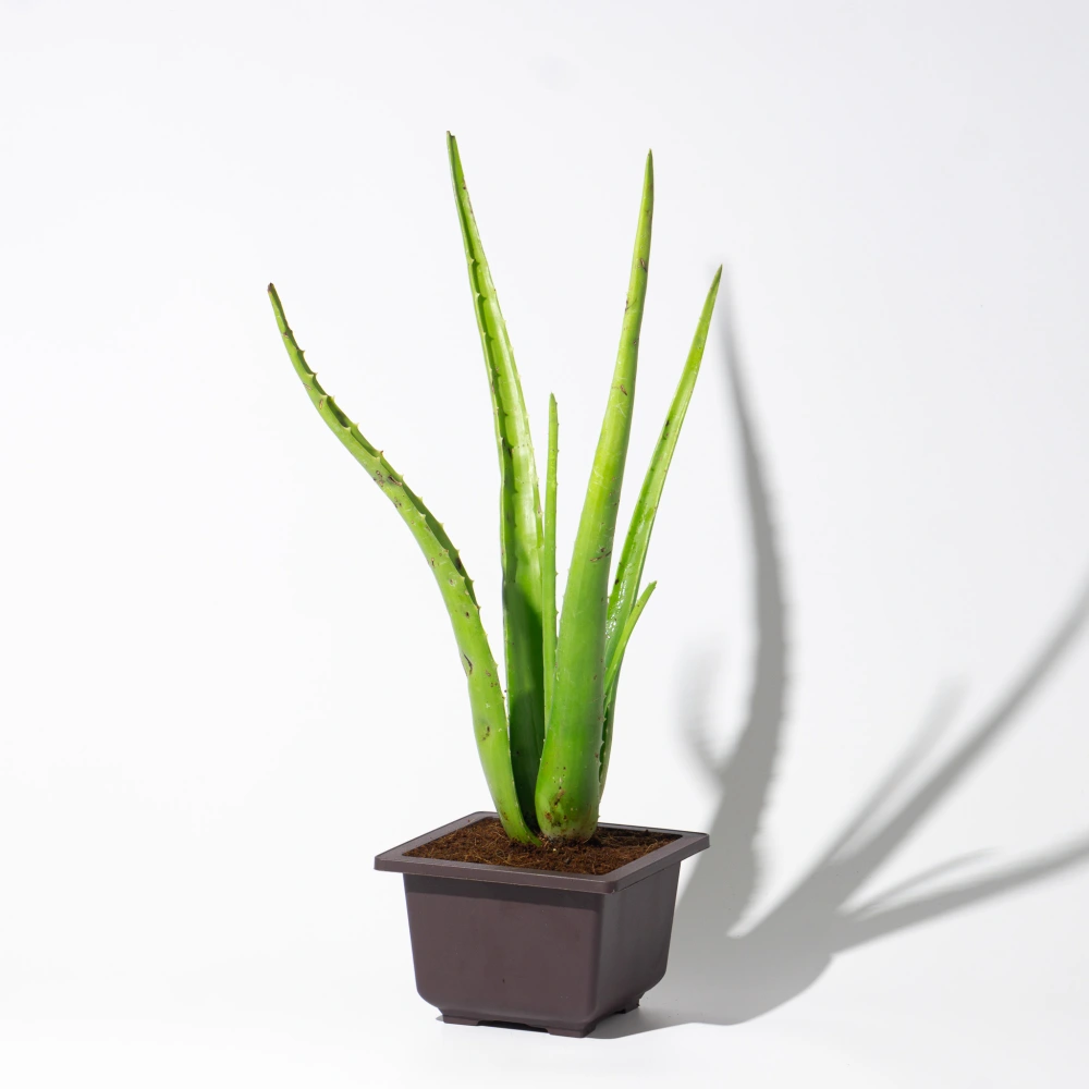 product-gallery