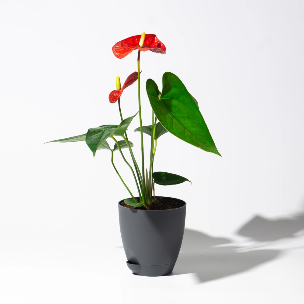 product-gallery