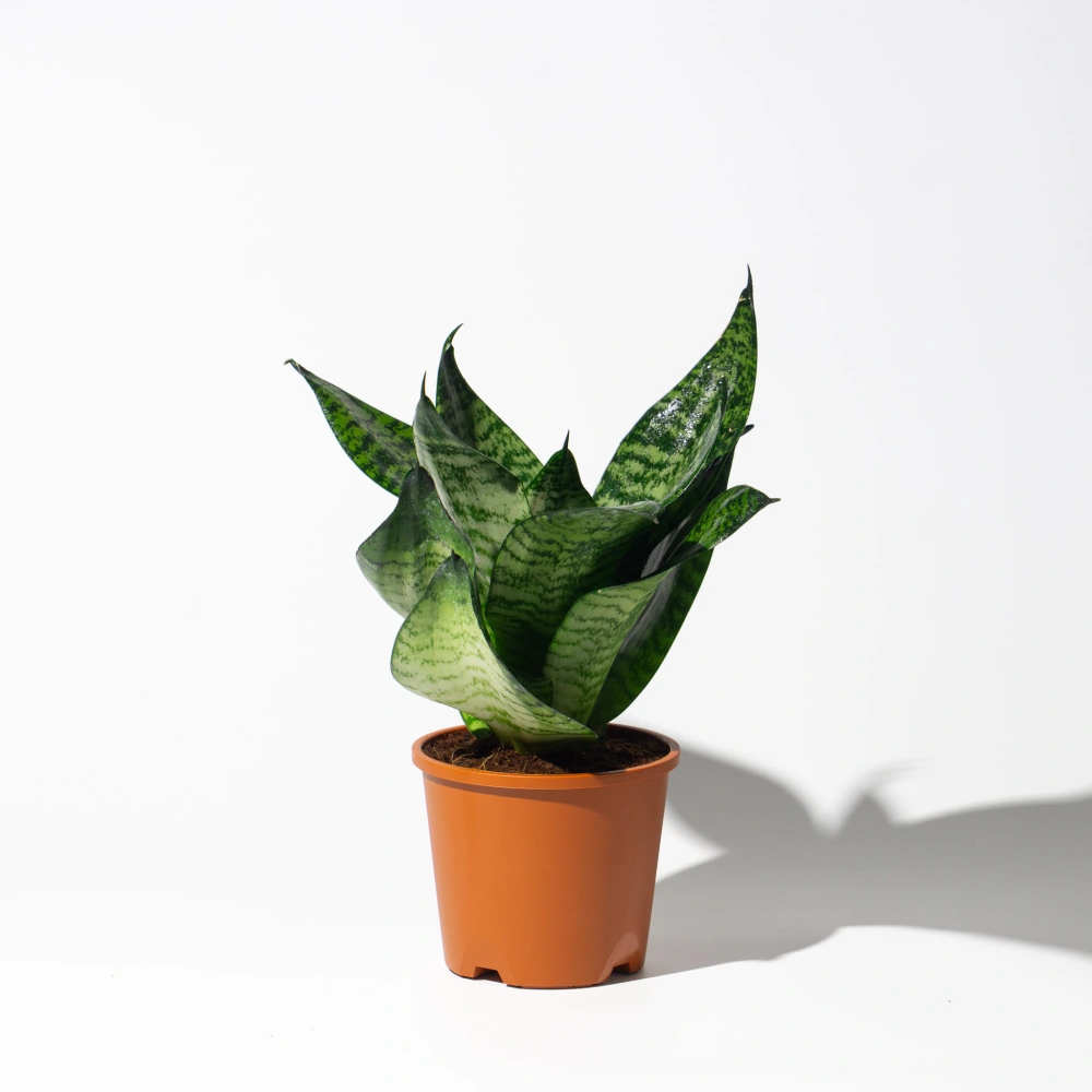 product-gallery