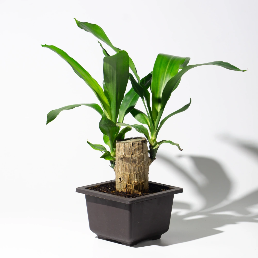 product-gallery