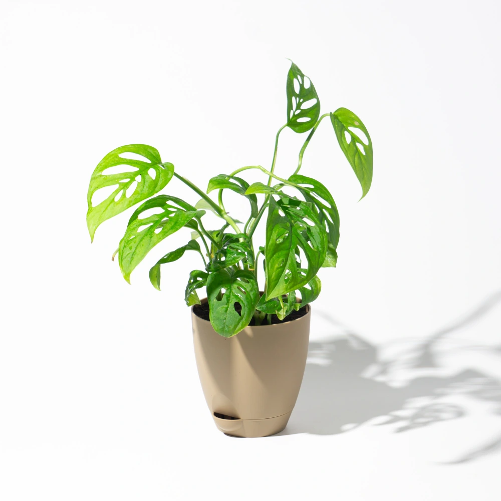 product-gallery