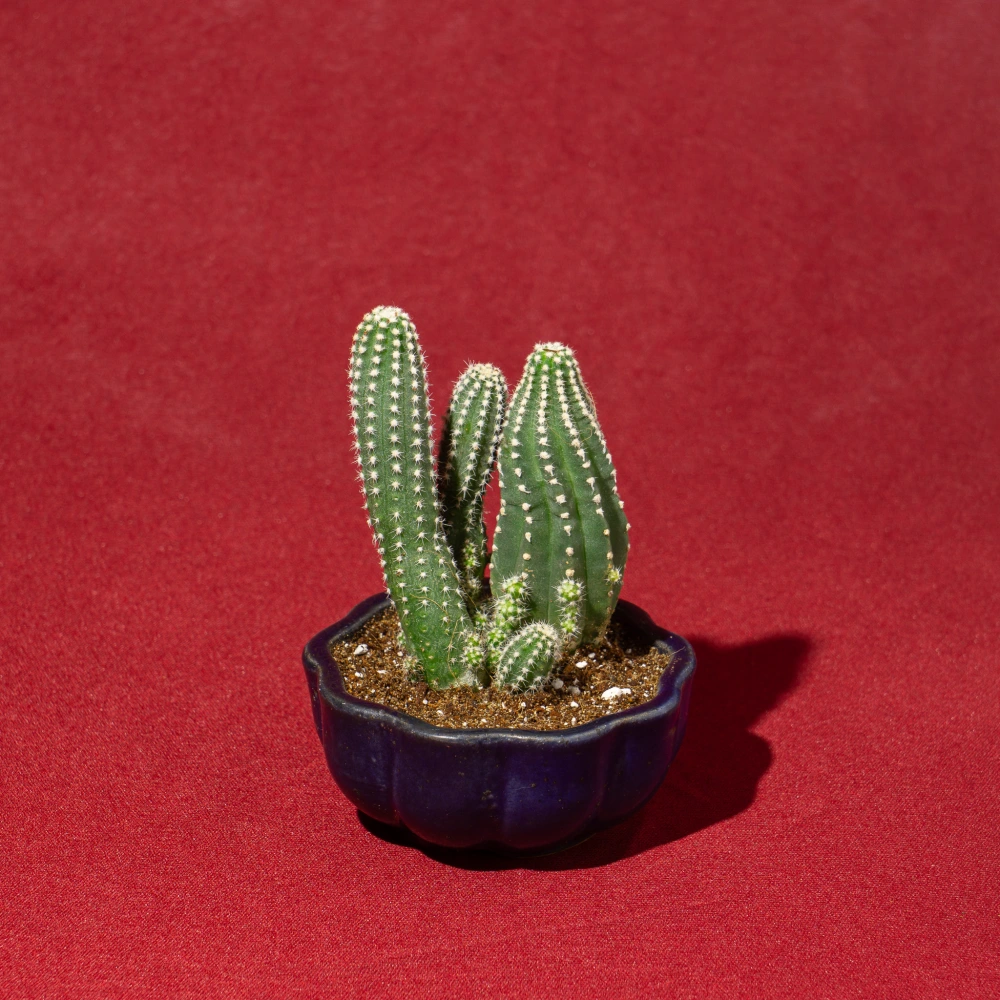 product-gallery