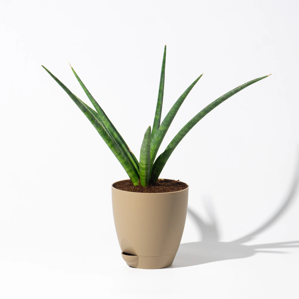 product-gallery