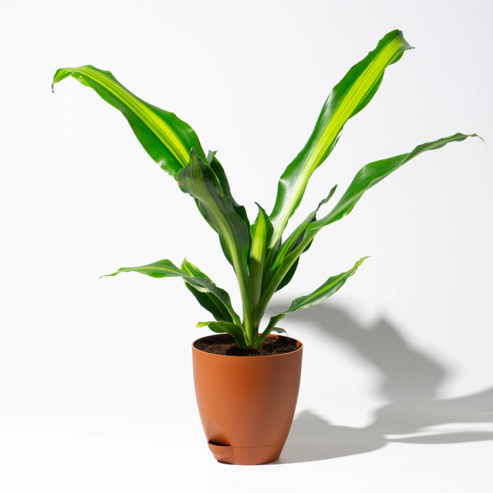 product-gallery