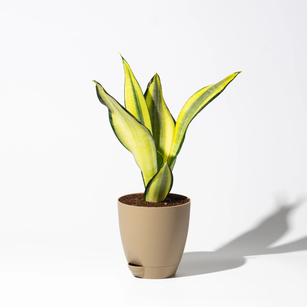 product-gallery