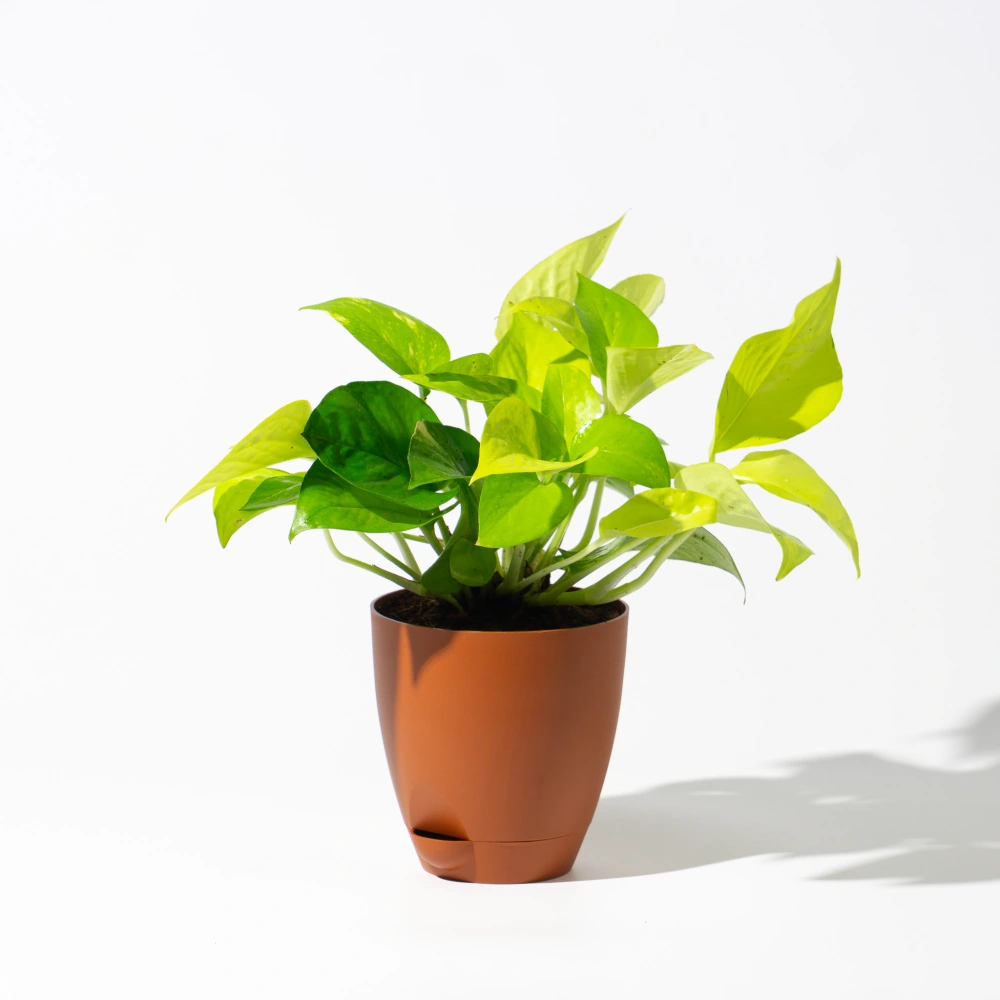 product-gallery