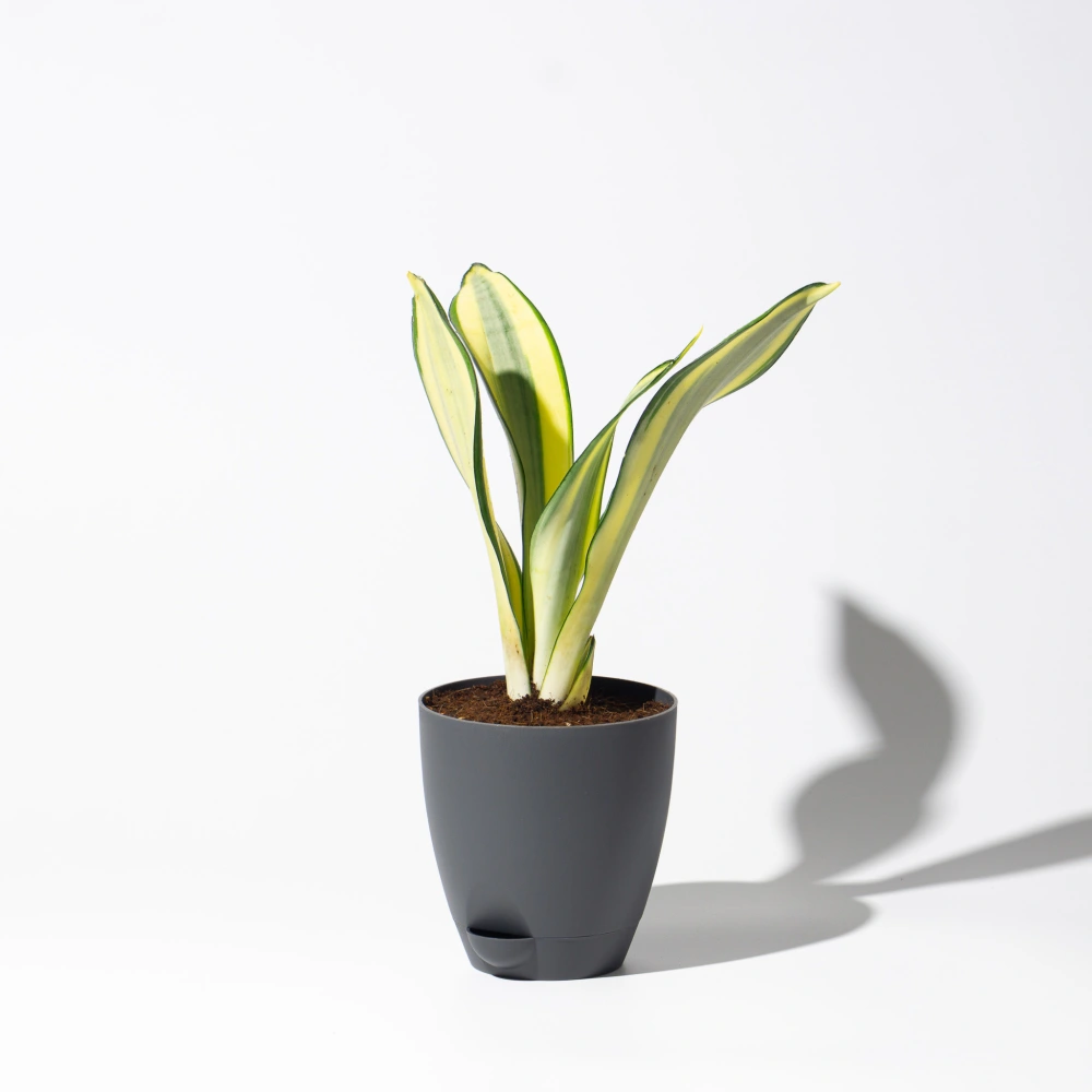 product-gallery