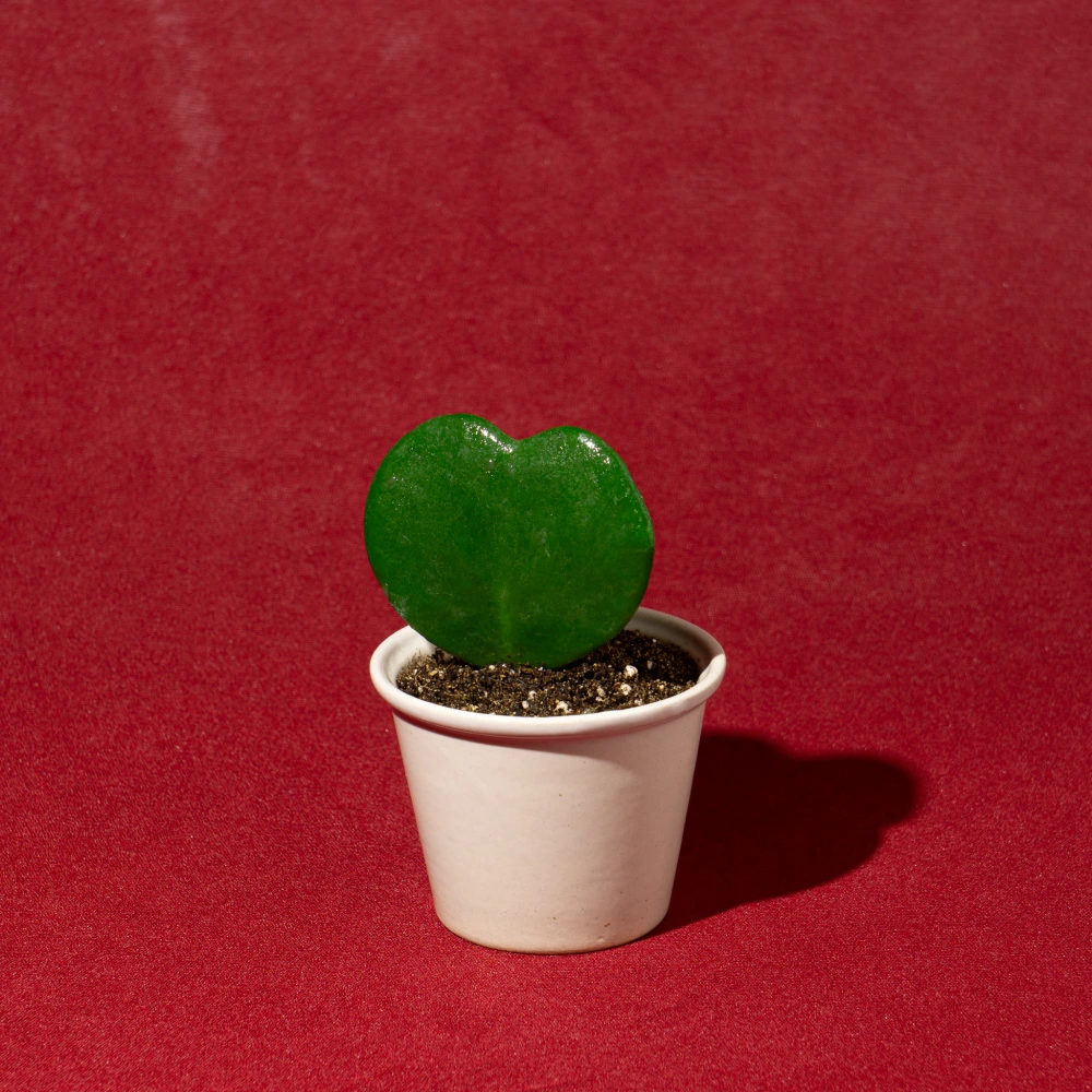 product-gallery