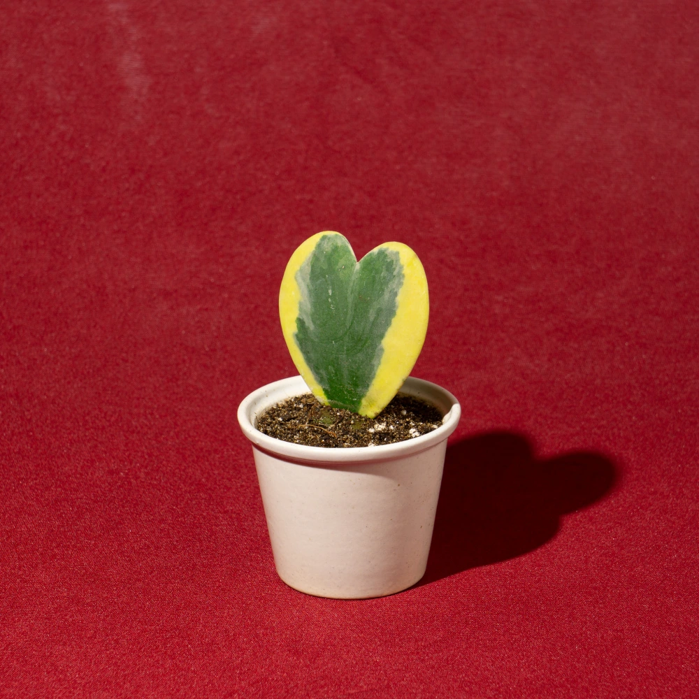 product-gallery