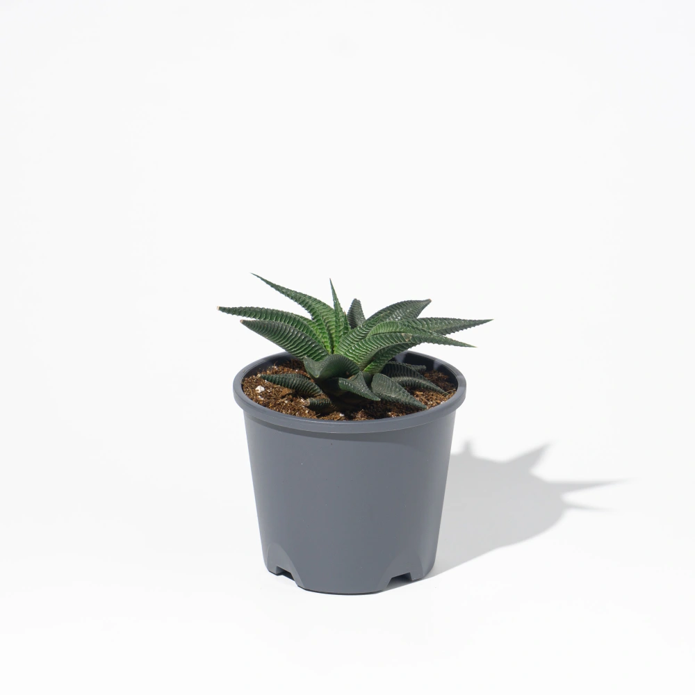 product-gallery