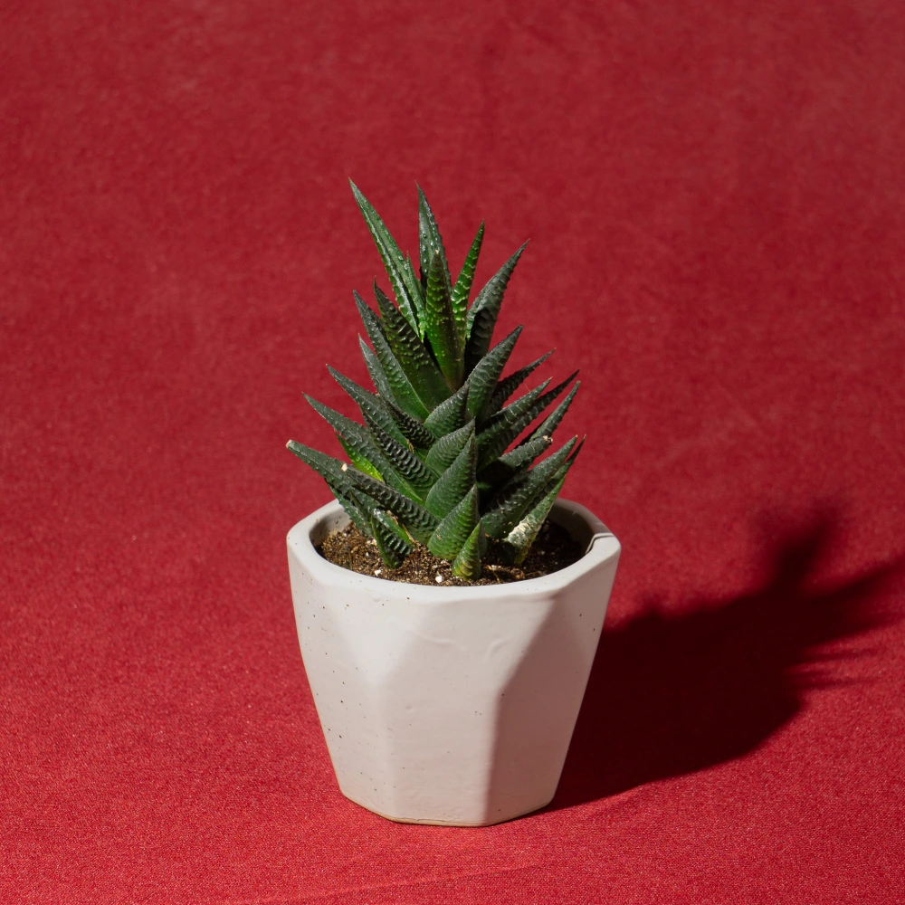 product-gallery