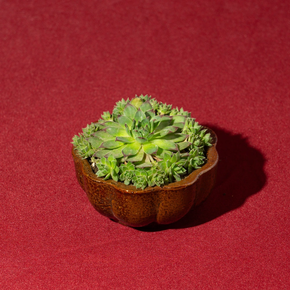 product-gallery