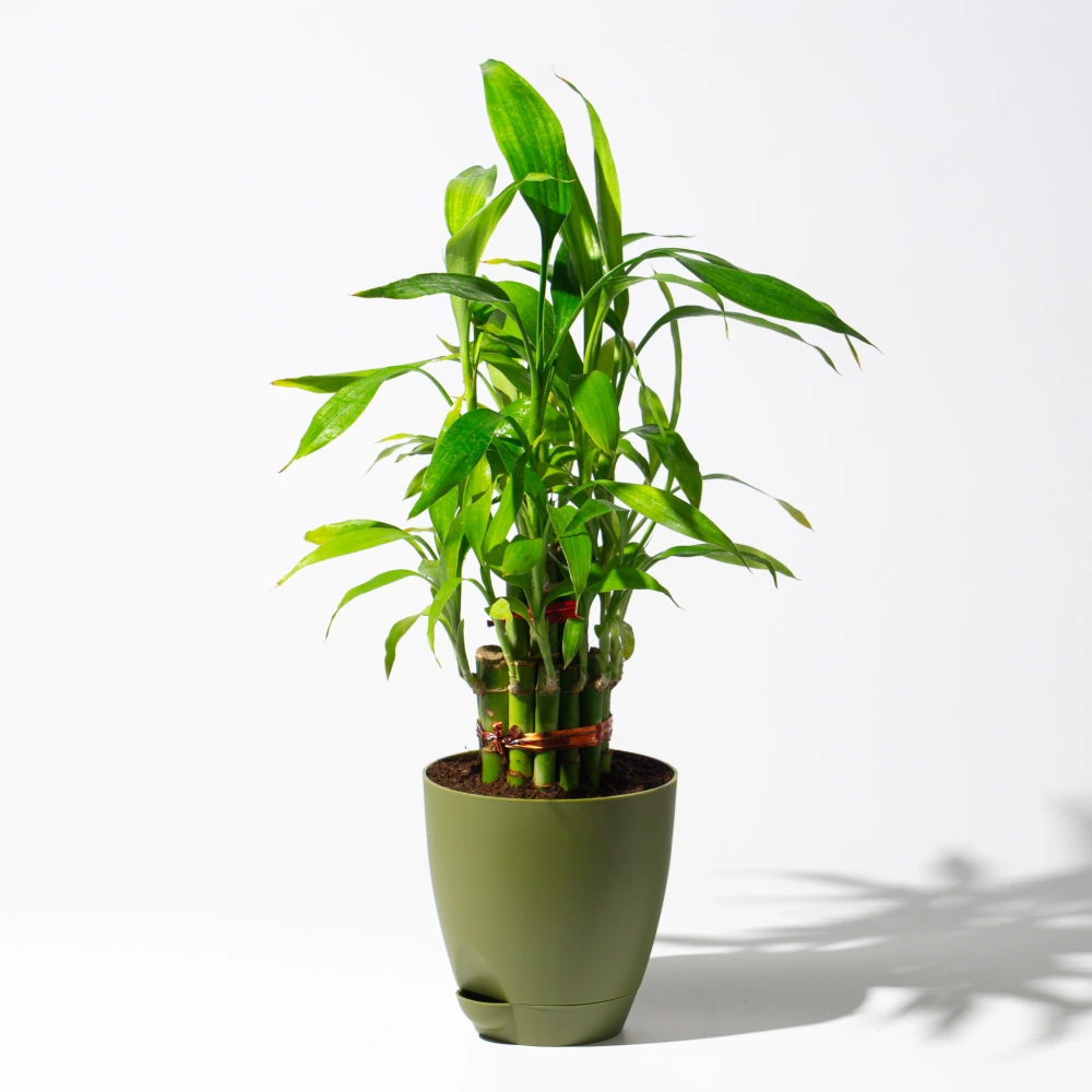 product-gallery
