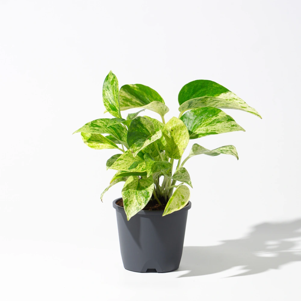 product-gallery