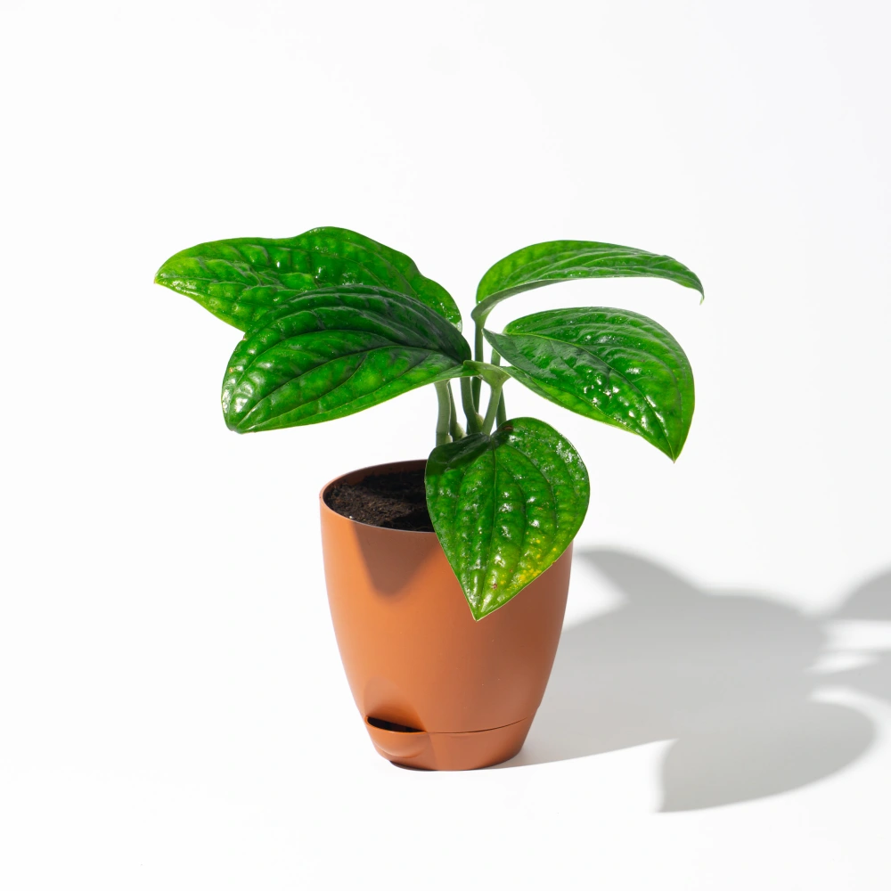 product-gallery
