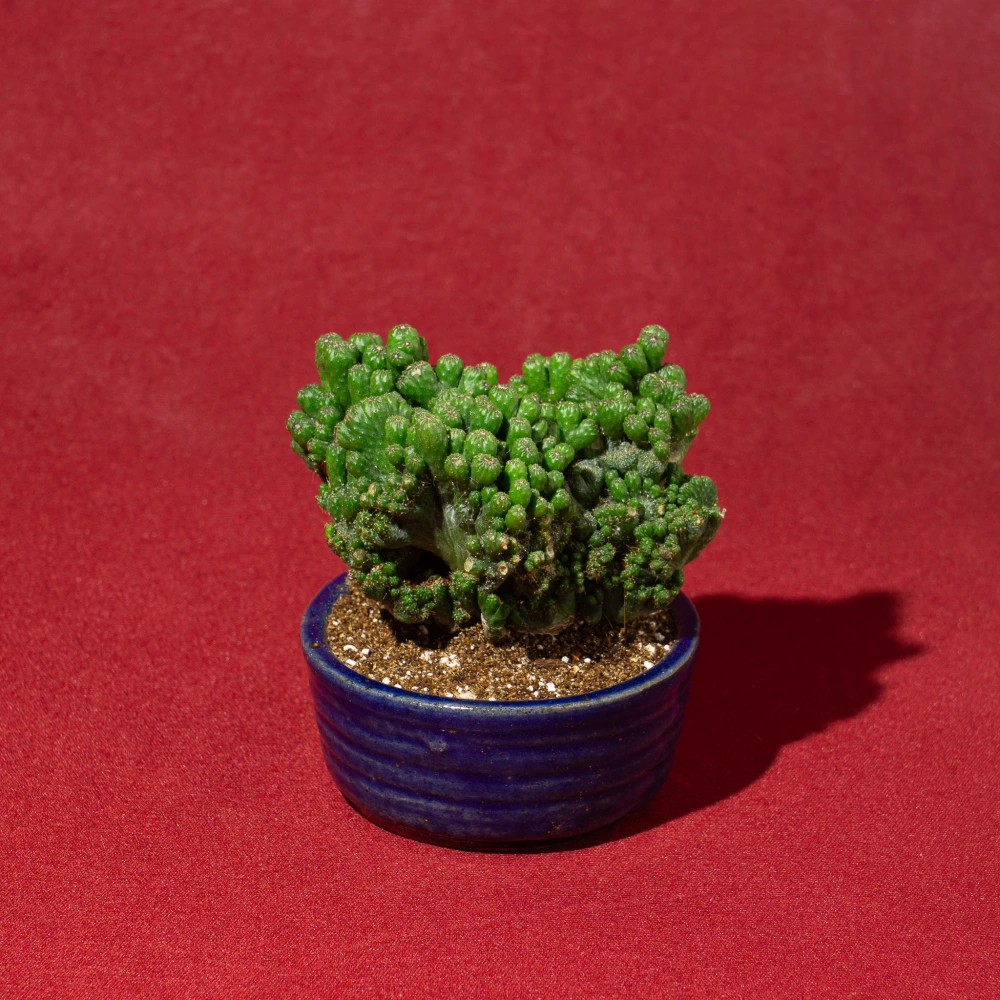 product-gallery