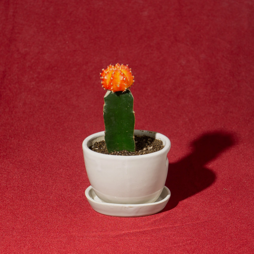 product-gallery
